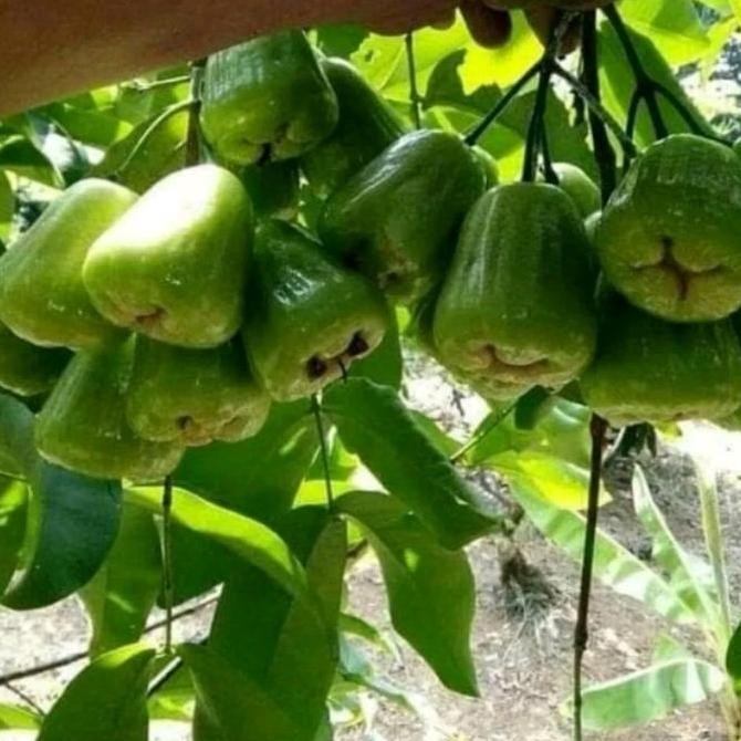 UNGGULAN pohon jambu air kiojok Berbuah 2mtr/Bibit Pohon Jambu kiojok