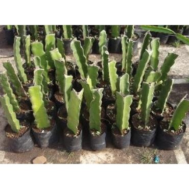 Bibit tanaman buah naga putih super FRESS