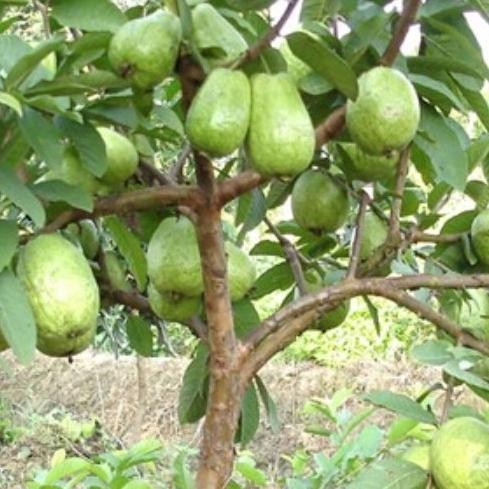 UNGGULAN Bibit Jambu Biji Chegua Cangkok BEGARANSI