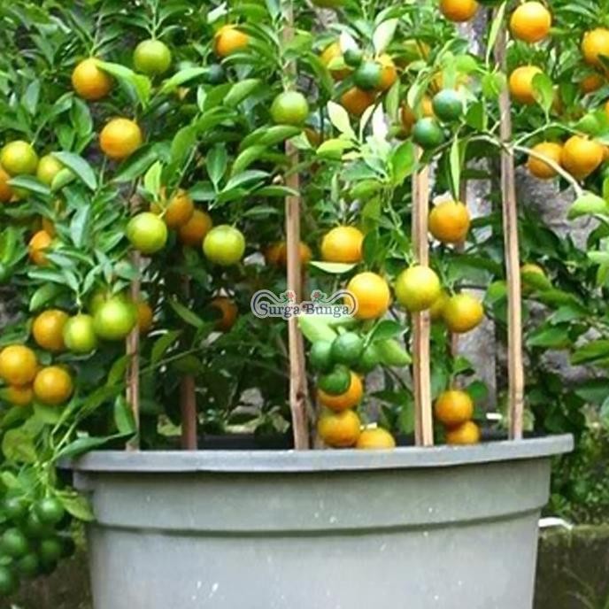 

jeruk lemon cui tanaman bibit buah jeruk kolomonde dalam pot - buah FRESS