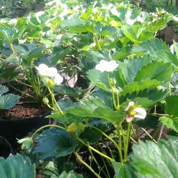 bibit tanaman strawberry nyoho buah manis a FRESS