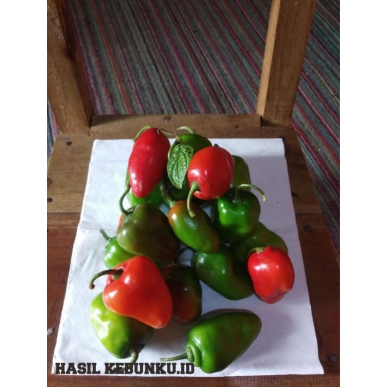 

Bermutu Cabe Gendot Organik Khas Dieng >>1000Gr