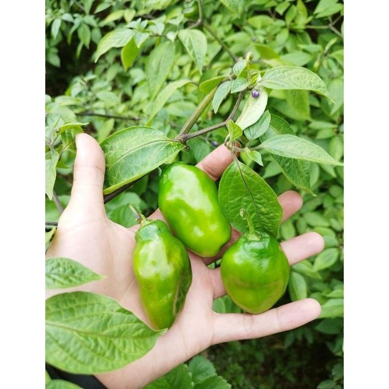 

Diskon Cabe Gendot Hijau 1 Kg - Dipetik Langsung Dr Kebun