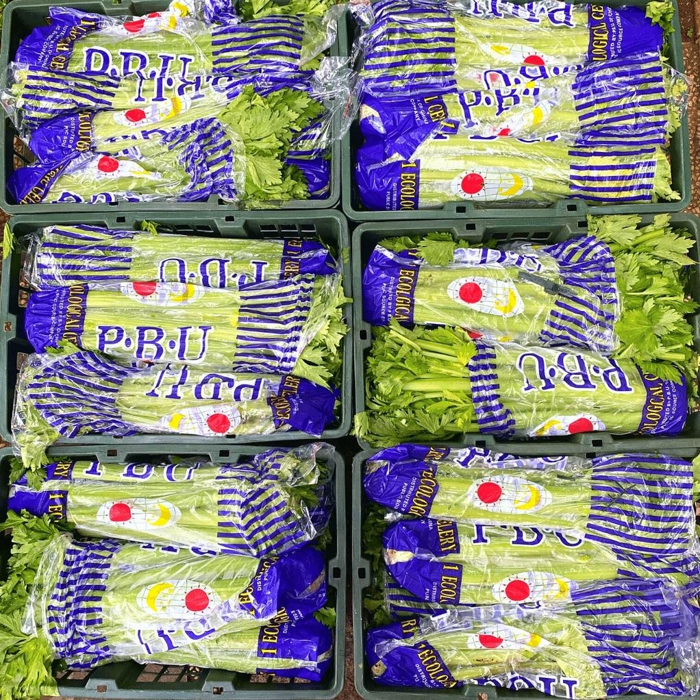 

Mudah Digunakan Celery Stick / Seledri Stick / Batang Seledri Import 1Kg