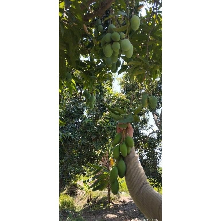 

Inspiratif Mangga Muda Mangga Rujak Manisan Asinan 1Kg Isi ,3,4,5,6 Bisa Reques Capur Campur