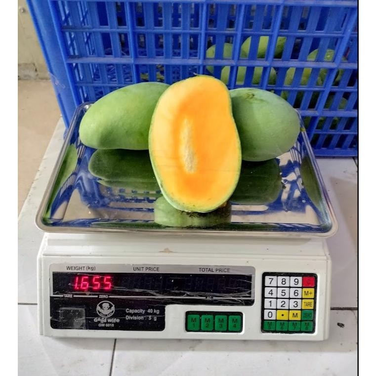 

Pilihan Tepat Mangga Harum Manis Mangga Gadung 1Kg Ukuran Bisa Request