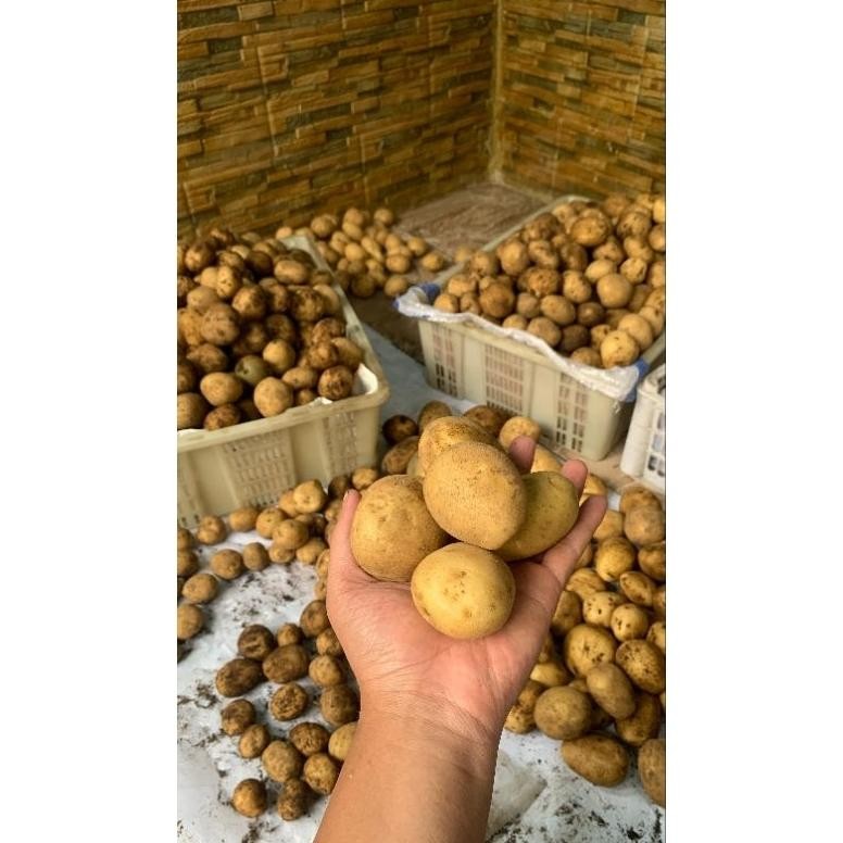 

Elegan Kentang Super Segar Kecil Sedang Segar (1 Kg)