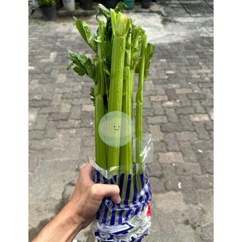 

Good Quality Celery Stick Seledri Stik Impor Per Kg