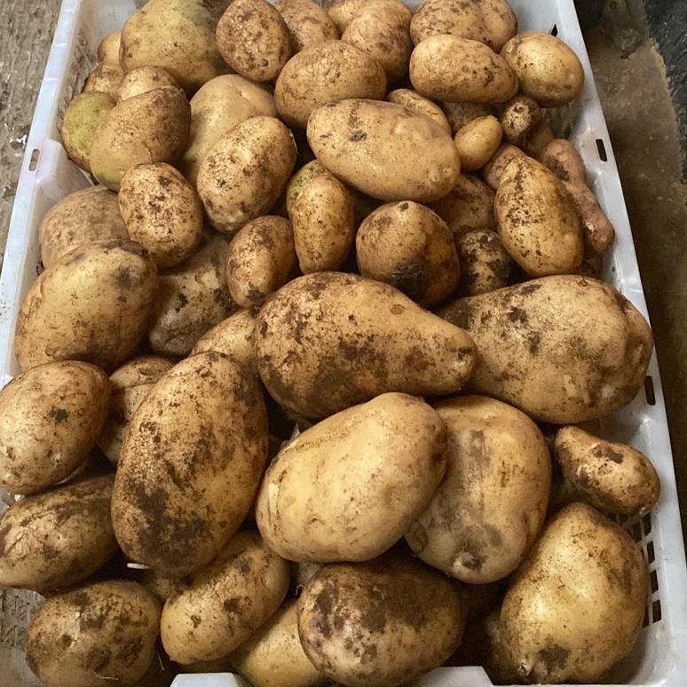 

Kualitas Tertinggi Kentang Dieng 1Kg