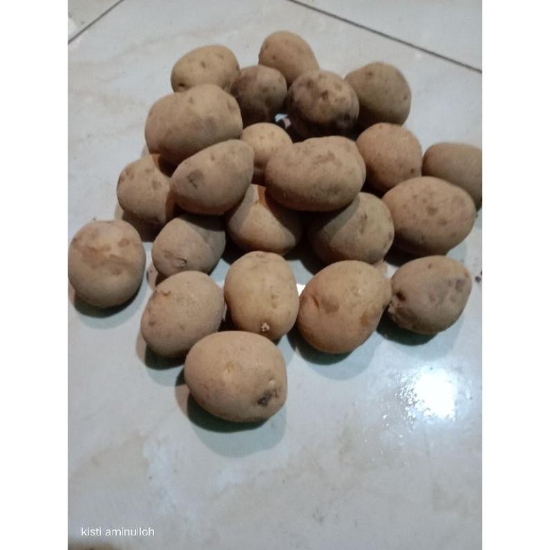 

Eksklusif Kentang Kecil 1Kg/Kentang Siomay
