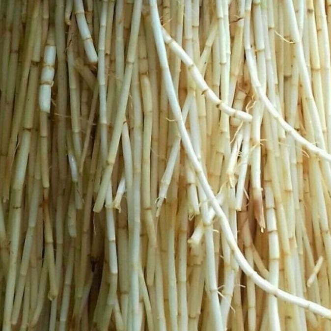 

Promo Terbaik AKAR ALANGALANG ALANG ILALANG SEGAR 1KG murah