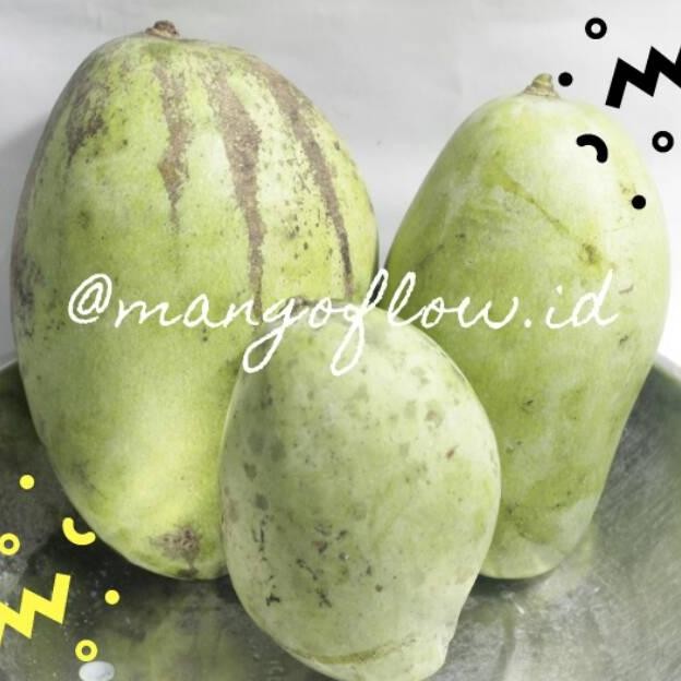 

New Arrival Mangga Muda Utuh 1Kg