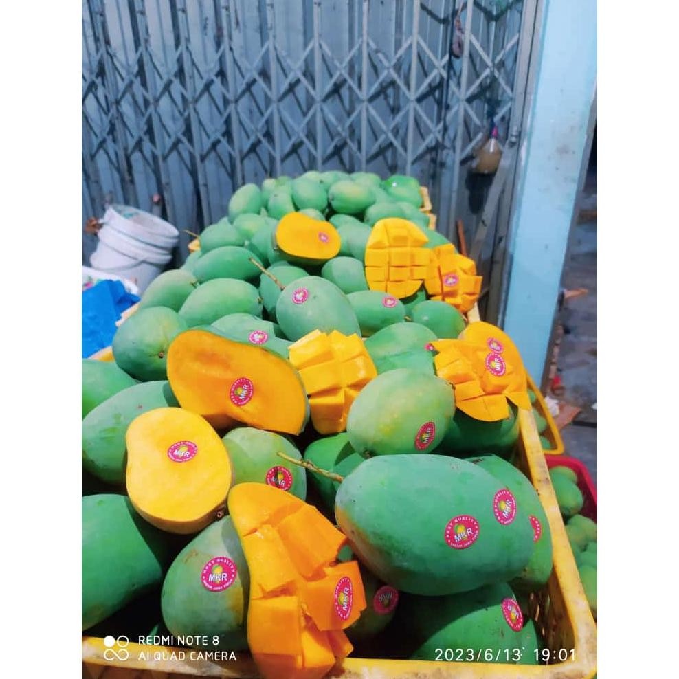 

Kenyamanan Mangga Gadung/Harummanis 1Kg Kondisi Tua Pohon Ketuaan 85%++ Bisa Diperam Dimatangkan