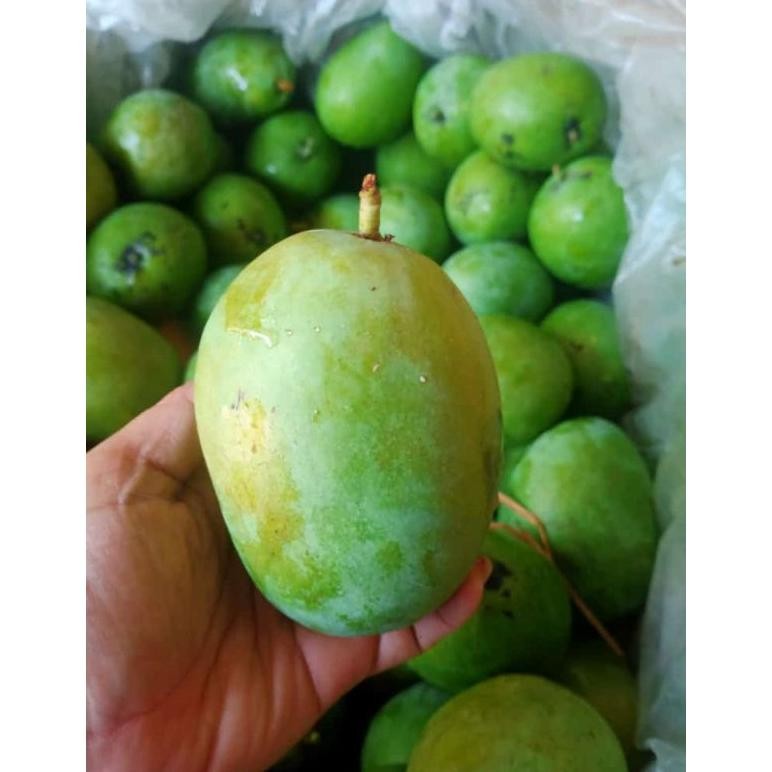 

Terpercaya Mangga Muda/Rujakmangga/Mangga Rujak/Buahmangga