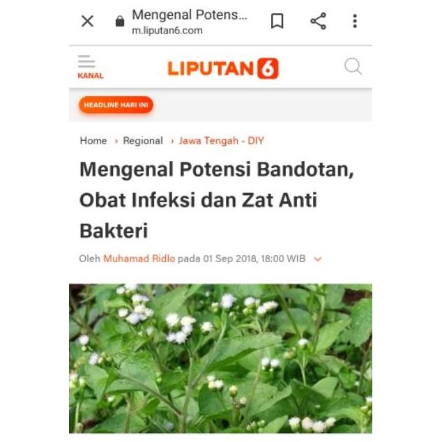 

Bisa Diandalkan 200Gr Daun Bandotan Segar Daun Babadotan Kista Asam Urat Diabetes
