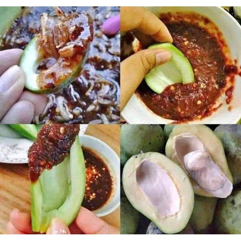 

Fitur Lengkap Buah Mangga Muda Mangga Rujak Mangga Asinan Garing 1Kg
