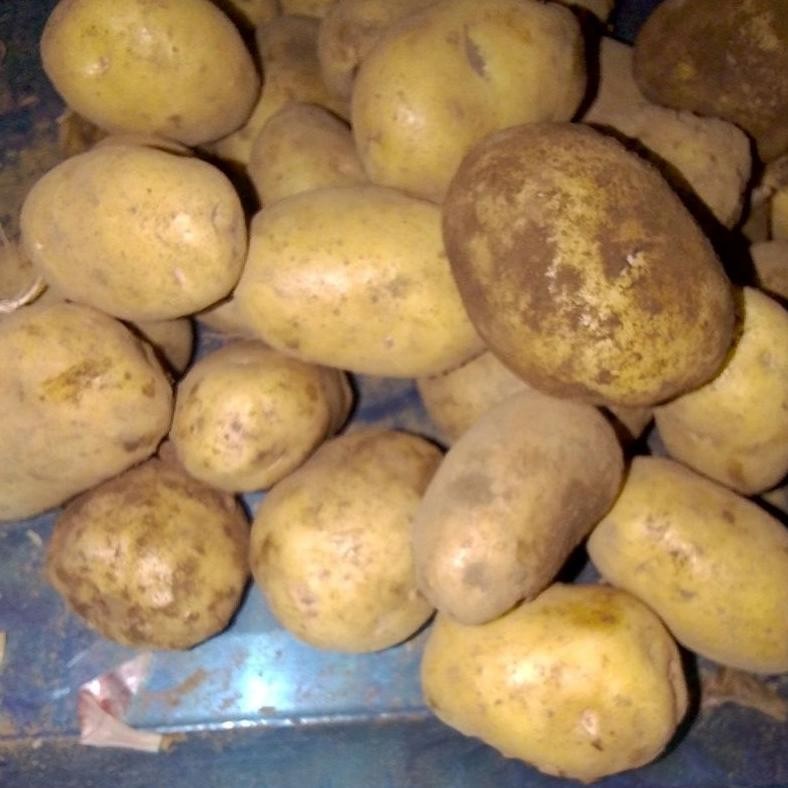 

Bisa Diandalkan Kentang Granola/Sayur Ukuran Cd Siomay