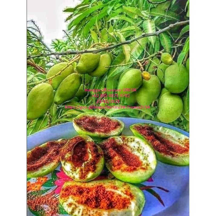 

Cod Mangga Rujak Muda 1Kg Cocok Buat Ibu Yg Lgi Ngidam