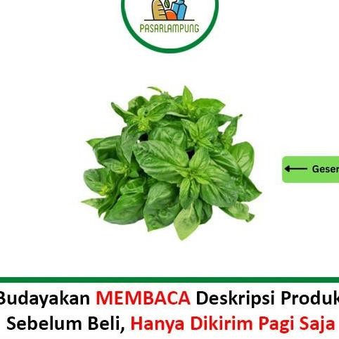 

Penuh Inovasi Daun Kemangi Segar Per Ikat Pasar Lampung