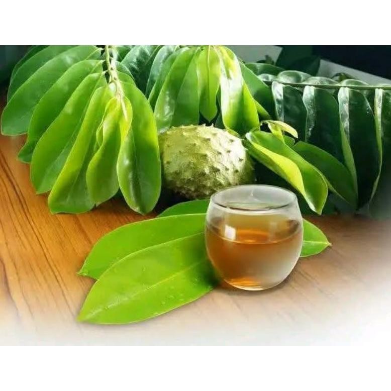 

Berkualitas Daun Sirsak Segar Langsung Petik Pohon 150 Gram