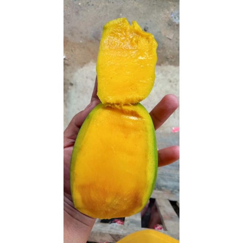 

Penuh Inovasi Buah Mangga Kueni Berat 1 Kg, Pengiriman Medan