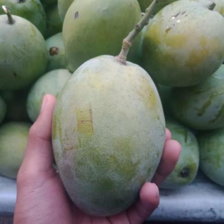 

Hemat Mangga Indramayu 1 Kg Super