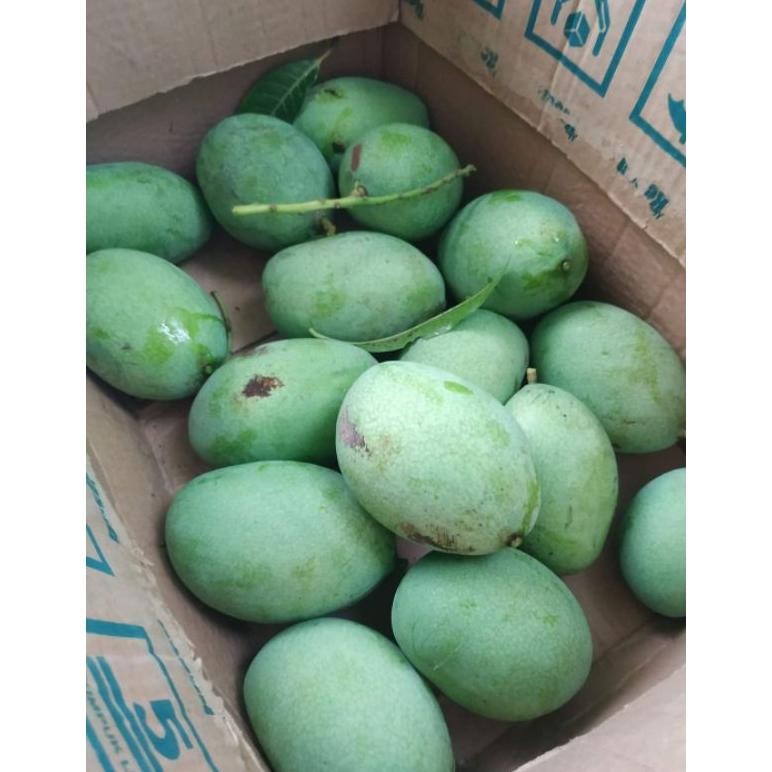 

Waktu Terbatas Mangga Manalagi Matang