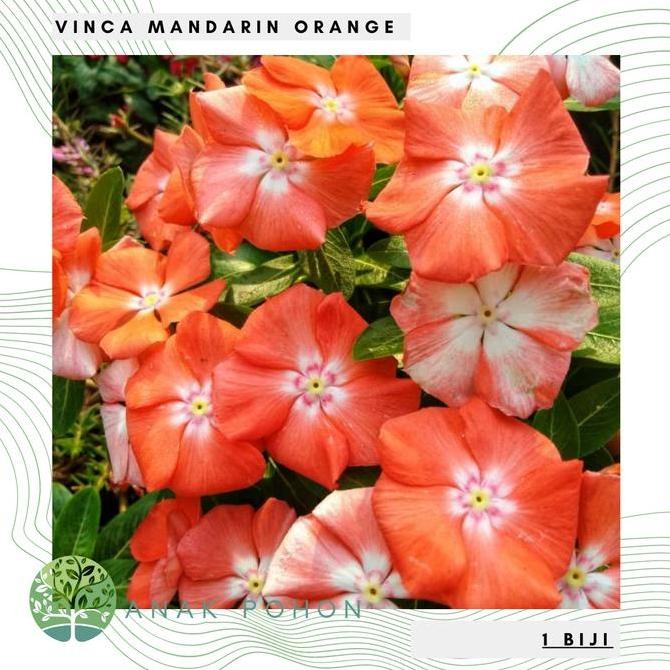 Benih Bibit Biji - Bunga Vinca Mandarin Orange Flower Seeds murah