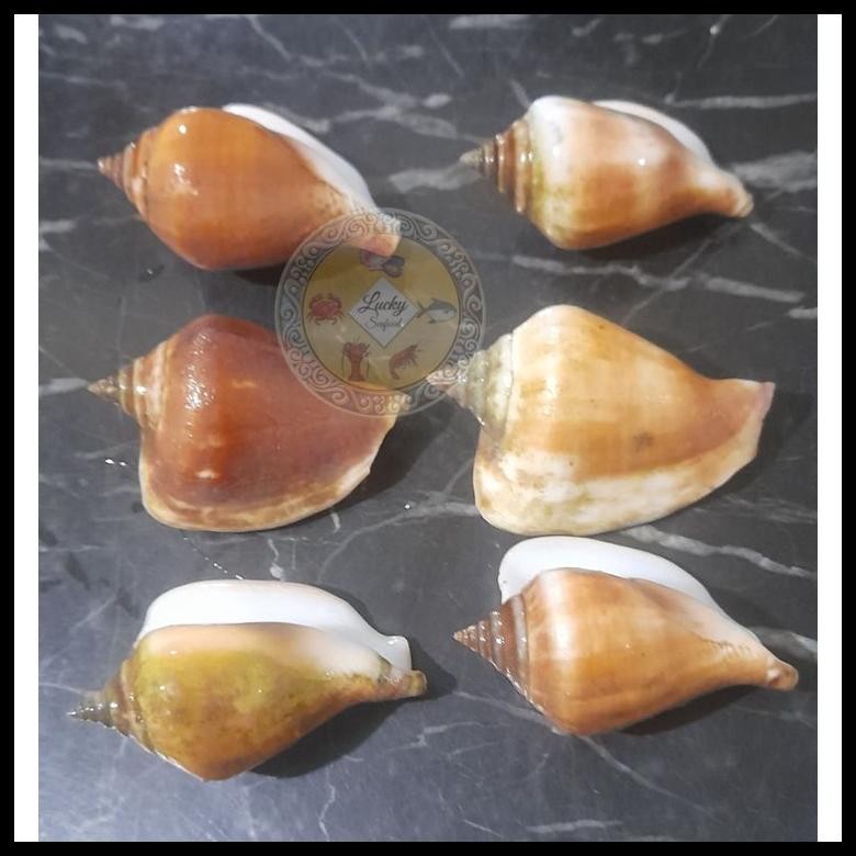 

KERANG GONG GONG FROZEN 500 GRAM