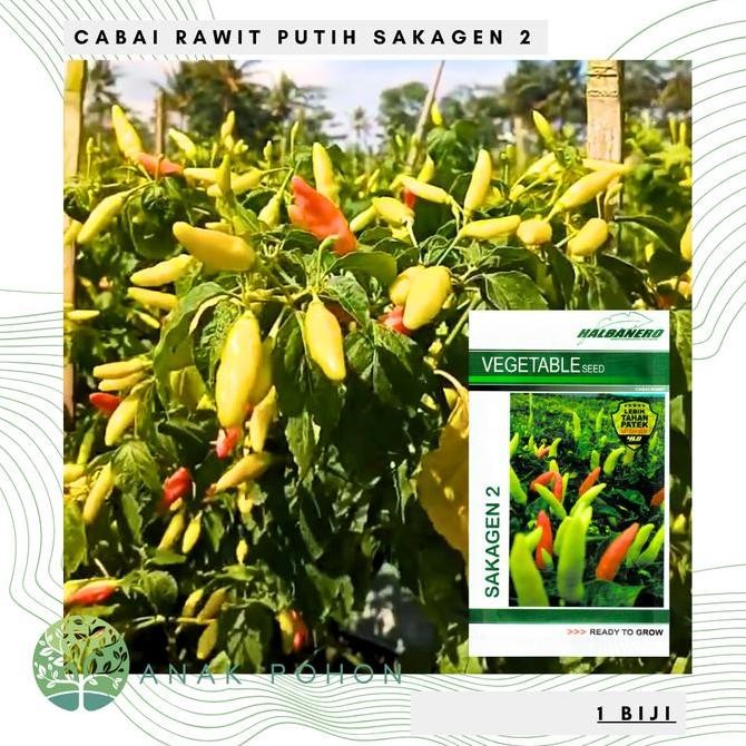 Benih Bibit Biji - Cabai Rawit Putih Sakagen 2 Cabe Rawit Pedas Halbanero Seeds - Panen Dalam 50 Har