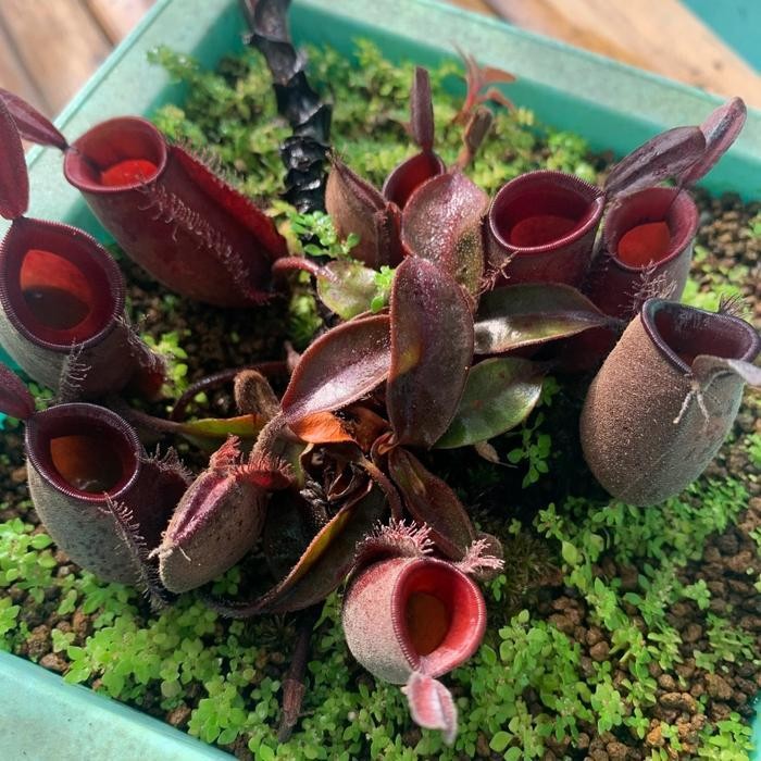 nepenthes ampullaria Promo