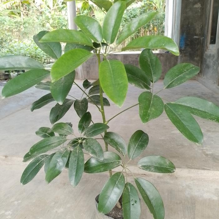 bibit pohon tlogosari siap tanam Promo