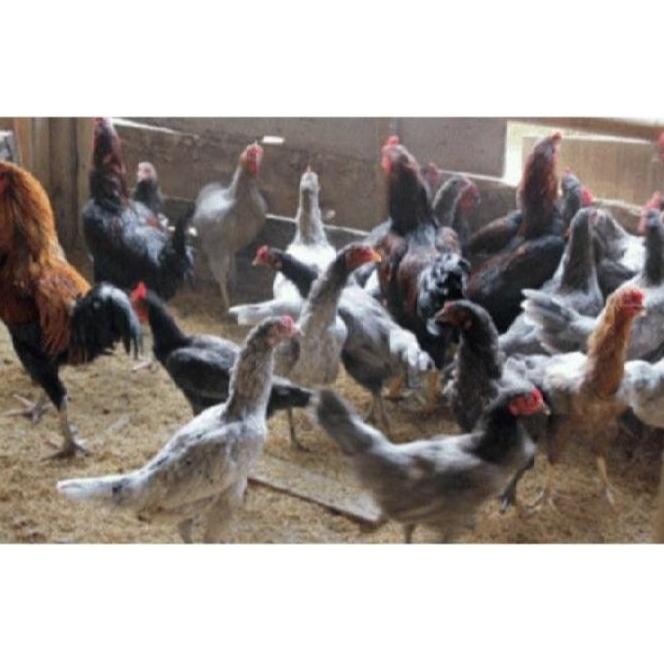 

TELUR AYAM KAMPUNG VERTIL/TELUR AYAM KAMPUNG ORIGINAL/TELUR AYAM JAWA