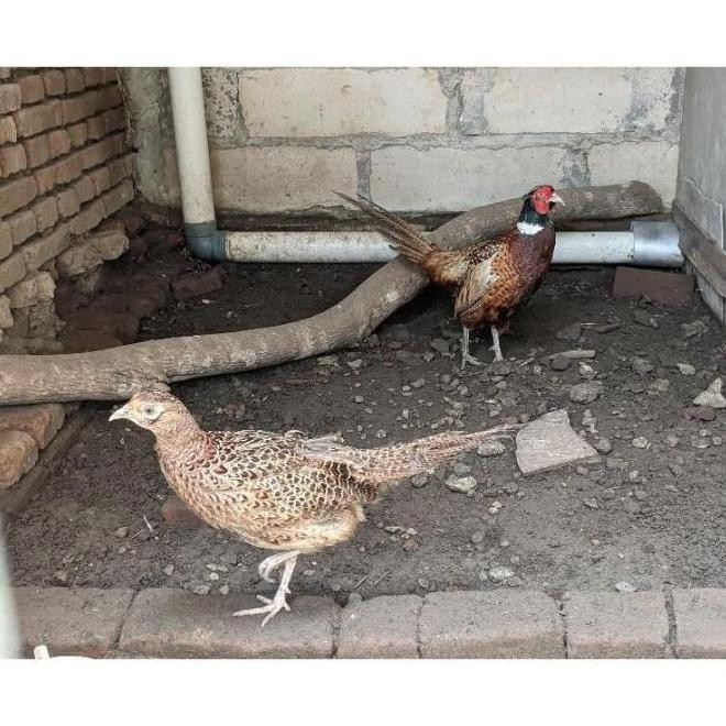 

TELUR TETAS FRESH VERTIL RINGNECK PHEASANT