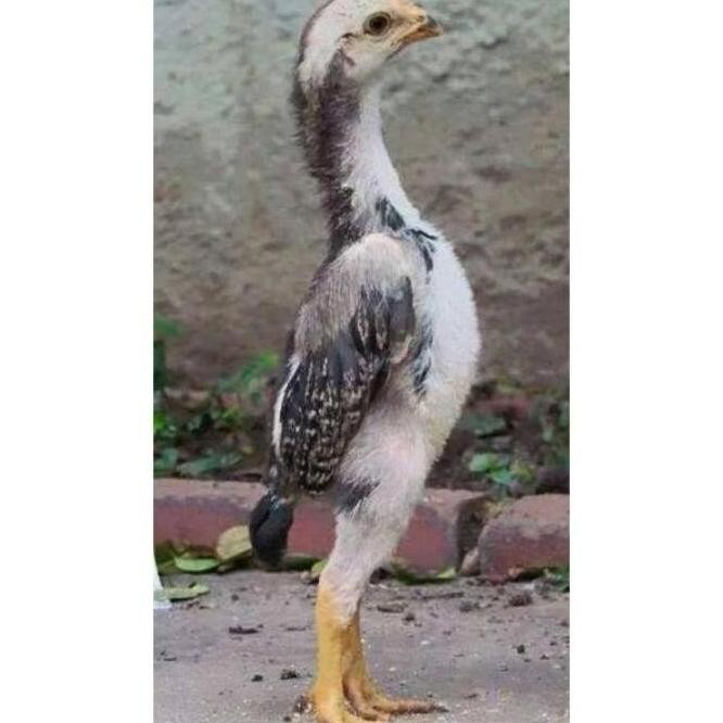 

TELUR VERTIL AYAM JAWA RAKSASA||SIAP TETAS