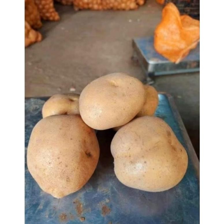 

Revolusioner Kentang Super Segar Dieng Ukuran (Sedang 1Kg)