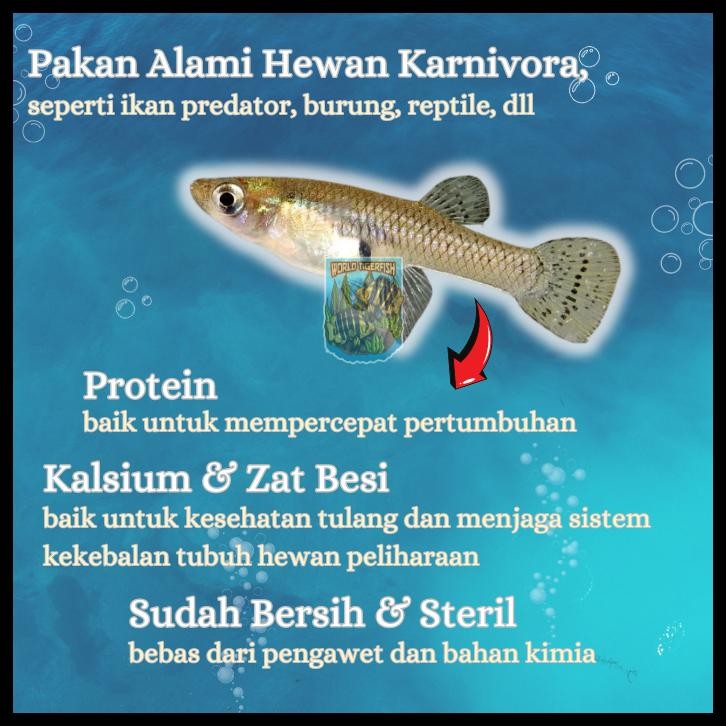 IKAN CERE LAUT BEKU CERE BEKU CERE PAKAN PREDATOR 500GR PAKAN IKAN PREDATOR CERE LAUT SEGAR PAKAN AR