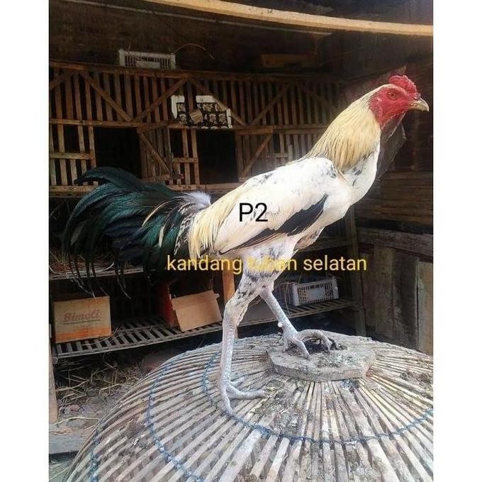 

TELUR VERTIL AYAM BIRMA MORENA/TELUR AYAM PETARUNG/TELUR VERTIL HIJAU