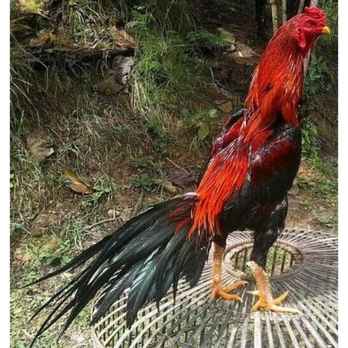 

DIJUAL TELUR VERTIL AYAM BANGKOK EKOR LIDI MURAH