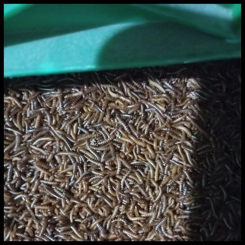 ULAT KANDANG FRES HIDUP