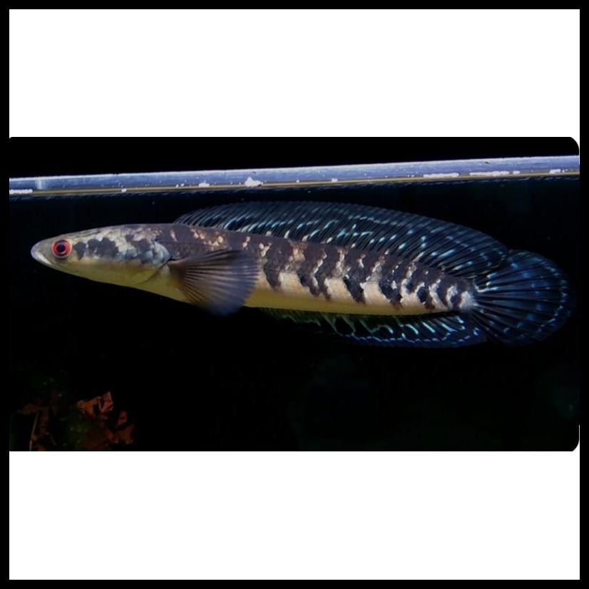 (BAHAN) MARU YELLOW SENTARUM BATIK