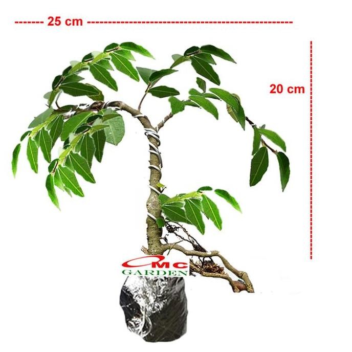 Bonsai Bonsae Beringin Amplas Putih Ficus Ampelas 001 Produk Lengkap