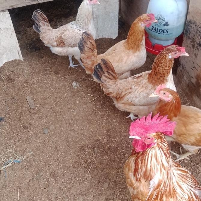 

TELUR VERTIL/TETAS AYAM ELBA
