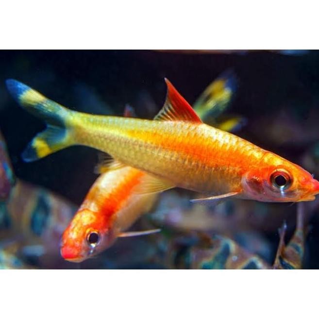 Promo / Terlaris GOLDEN DENISONI BARB (RARE STOCK) Terbaik