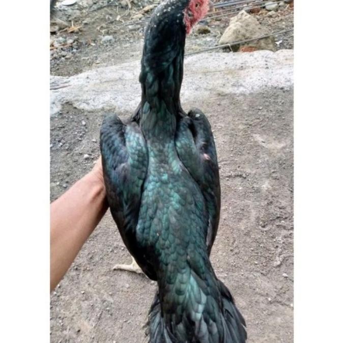 

TELUR AYAM PAKHOY JUMBO VERTIL SIAP DI TETASKAN JAMINAN SUPER OIGINAL BERGARANSI SUPER