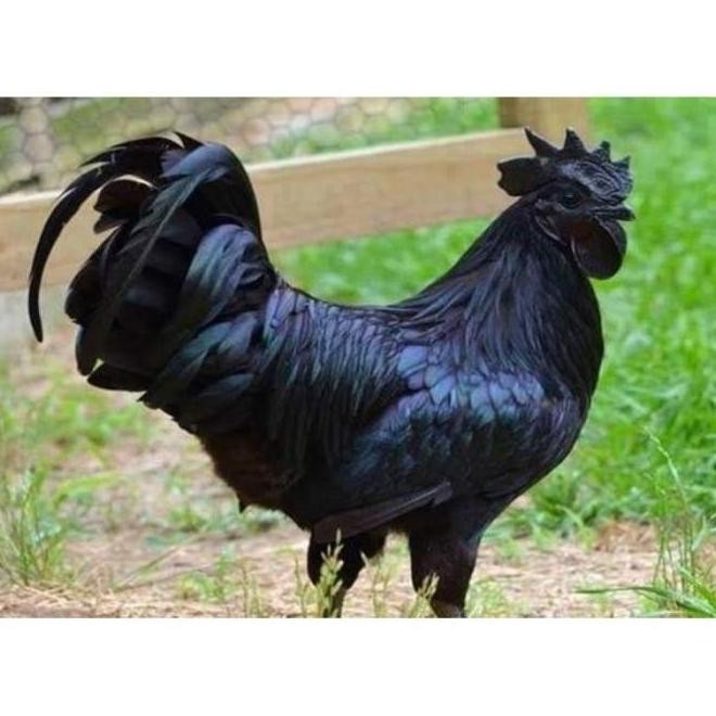

TELUR VERTIL AYAM CEMANI SORTIR TERBAIK
