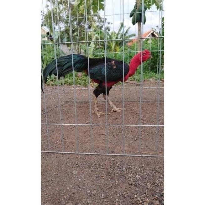 

TELUR VERTIL AYAM GANOI/TELUR AYAM KAKI GUNUNG/TELUR AYAM KAKI SETAN