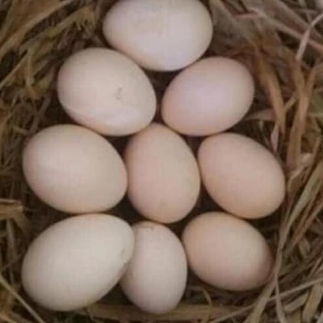 

TELUR TETAS AYAM SHAMO SIAP DI TETASKAN VERTIL SUPER GARANSI