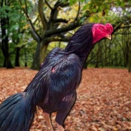 

TELUR AYAM PAKHOY LINE MANE VERTIL SIAP DI TETASKAN JAMINAN SUPER OIGINAL BERGARANSI