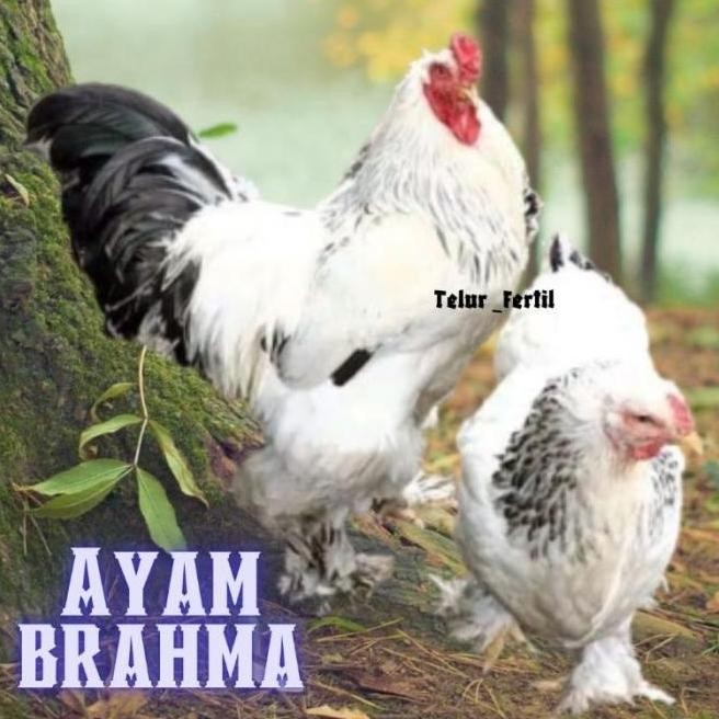 

TELUR AYAM BRAHMA ASLI BISA UNTUK DI TETASKAN VERTIL ORIGINAL BERKUALITAS